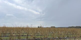 Ważne decyzje na plantacji borówek. Planujemy zabiegi regeneracyjne