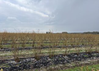 Ważne decyzje na plantacji borówek. Planujemy zabiegi regeneracyjne