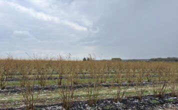 Ważne decyzje na plantacji borówek. Planujemy zabiegi regeneracyjne
