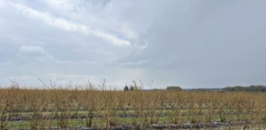 Ważne decyzje na plantacji borówek. Planujemy zabiegi regeneracyjne