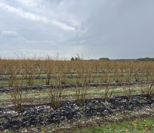 Ważne decyzje na plantacji borówek. Planujemy zabiegi regeneracyjne