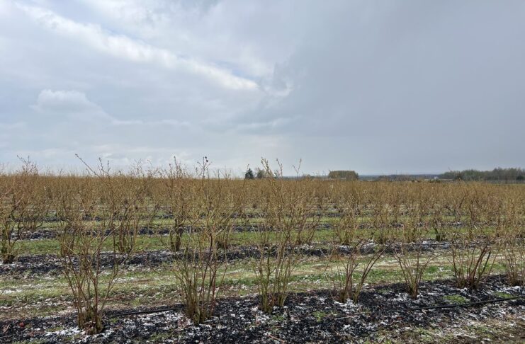 Ważne decyzje na plantacji borówek. Planujemy zabiegi regeneracyjne