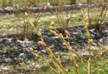 Przymrozki a rak bakteryjny borówki – jak się zabezpieczyć? przymrozki, borówka wysoka, rak bakteryjny borówki