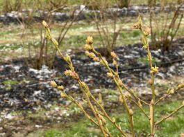Przymrozki a rak bakteryjny borówki – jak się zabezpieczyć? przymrozki, borówka wysoka, rak bakteryjny borówki