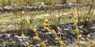 Przymrozki a rak bakteryjny borówki – jak się zabezpieczyć? przymrozki, borówka wysoka, rak bakteryjny borówki