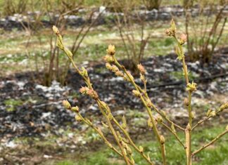 Przymrozki a rak bakteryjny borówki – jak się zabezpieczyć? przymrozki, borówka wysoka, rak bakteryjny borówki
