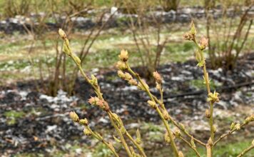 Przymrozki a rak bakteryjny borówki – jak się zabezpieczyć? przymrozki, borówka wysoka, rak bakteryjny borówki