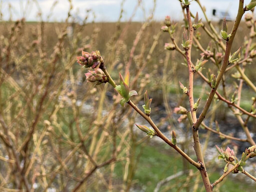 borówkowe factory, sumi agro, przymrozki