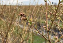 Przygotowanie borówek na chłody i regeneracja po przymrozkach borówkowe factory, sumi agro, przymrozki
