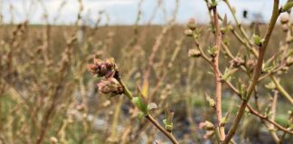 Przygotowanie borówek na chłody i regeneracja po przymrozkach borówkowe factory, sumi agro, przymrozki