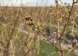 Przygotowanie borówek na chłody i regeneracja po przymrozkach borówkowe factory, sumi agro, przymrozki