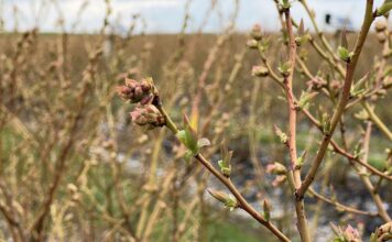 Przygotowanie borówek na chłody i regeneracja po przymrozkach borówkowe factory, sumi agro, przymrozki
