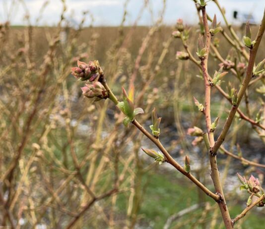 Przygotowanie borówek na chłody i regeneracja po przymrozkach borówkowe factory, sumi agro, przymrozki