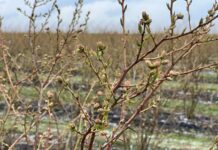 Po pierwszej fali przymrozków (monitoring plantacji, 12.04.2026)