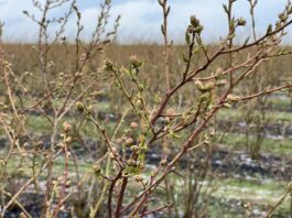 Po pierwszej fali przymrozków (monitoring plantacji, 12.04.2026)