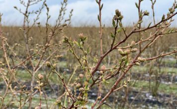 Po pierwszej fali przymrozków (monitoring plantacji, 12.04.2026)