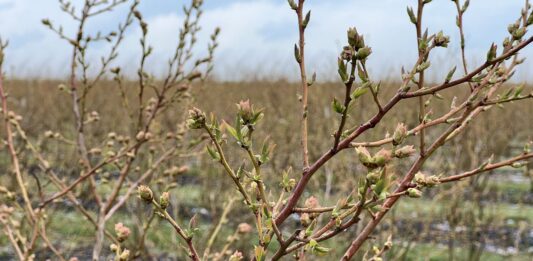 Po pierwszej fali przymrozków (monitoring plantacji, 12.04.2026)