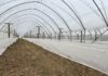 Przymrozki na plantacjach malin – polecane programy regeneracji