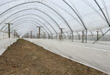 Przymrozki na plantacjach malin – polecane programy regeneracji
