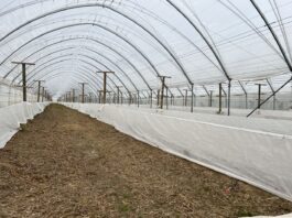 Przymrozki na plantacjach malin – polecane programy regeneracji