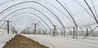 Przymrozki na plantacjach malin – polecane programy regeneracji