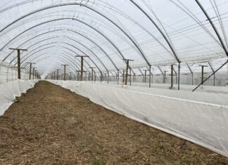 Przymrozki na plantacjach malin – polecane programy regeneracji