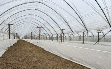 Przymrozki na plantacjach malin – polecane programy regeneracji