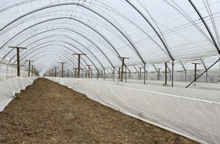 Przymrozki na plantacjach malin – polecane programy regeneracji