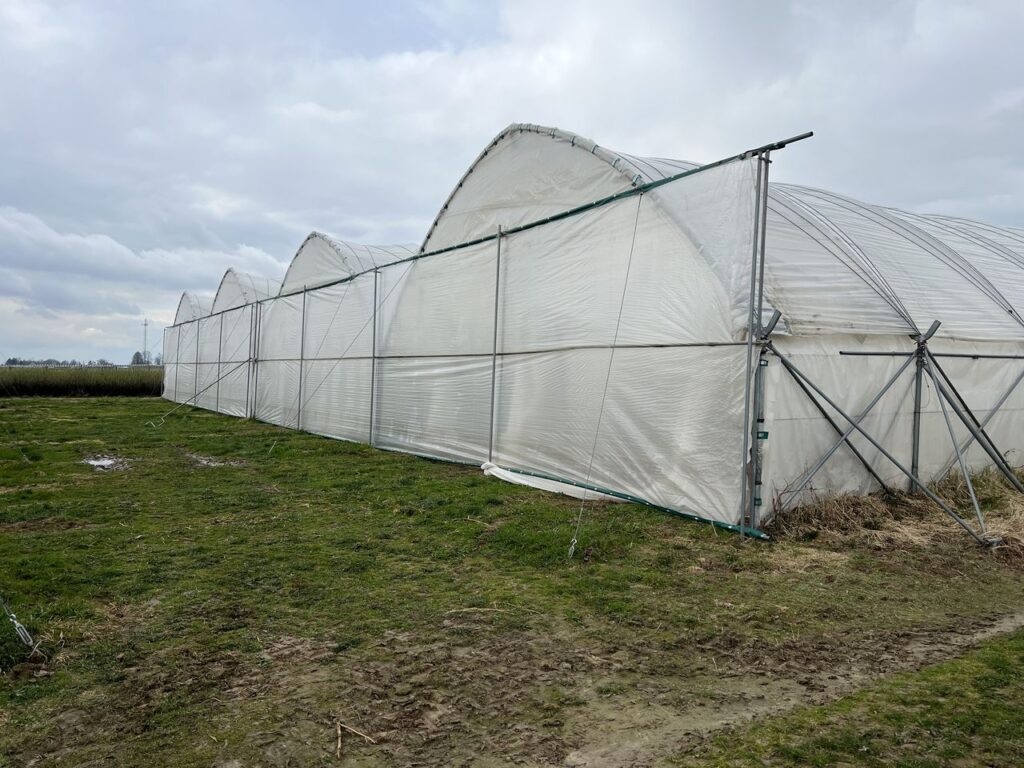 tunel, maliny, malinowe factory