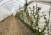 Ochrona i biostymulacja. Jak zabezpieczyć plantację malin wiosną? malinowe factory, maliny, uprawa malin