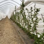 Ochrona i biostymulacja. Jak zabezpieczyć plantację malin wiosną? malinowe factory, maliny, uprawa malin