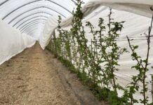 Ochrona i biostymulacja. Jak zabezpieczyć plantację malin wiosną? malinowe factory, maliny, uprawa malin