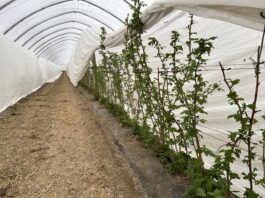 Ochrona i biostymulacja. Jak zabezpieczyć plantację malin wiosną? malinowe factory, maliny, uprawa malin