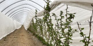Ochrona i biostymulacja. Jak zabezpieczyć plantację malin wiosną? malinowe factory, maliny, uprawa malin