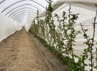 Ochrona i biostymulacja. Jak zabezpieczyć plantację malin wiosną? malinowe factory, maliny, uprawa malin