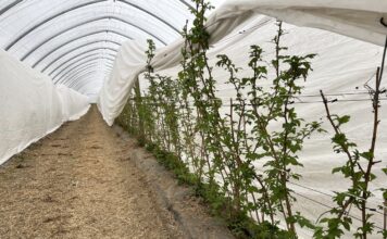 Ochrona i biostymulacja. Jak zabezpieczyć plantację malin wiosną? malinowe factory, maliny, uprawa malin