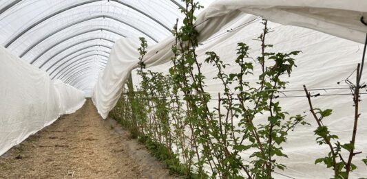 Ochrona i biostymulacja. Jak zabezpieczyć plantację malin wiosną? malinowe factory, maliny, uprawa malin