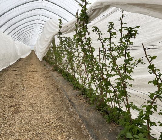 Ochrona i biostymulacja. Jak zabezpieczyć plantację malin wiosną? malinowe factory, maliny, uprawa malin