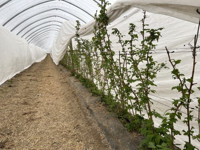 malinowe factory, maliny, uprawa malin