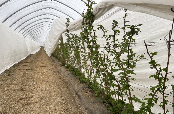 Ochrona i biostymulacja. Jak zabezpieczyć plantację malin wiosną? malinowe factory, maliny, uprawa malin