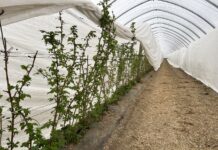 Wiosenna ochrona malin rozpoczyna się jesienią. Te kroki warto wykonać teraz tunel, maliny, malinowe factory, plantacjach malin