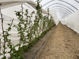 Wiosenna ochrona malin rozpoczyna się jesienią. Te kroki warto wykonać teraz tunel, maliny, malinowe factory, plantacjach malin
