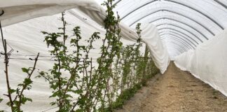 Wiosenna ochrona malin rozpoczyna się jesienią. Te kroki warto wykonać teraz tunel, maliny, malinowe factory, plantacjach malin