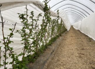 Wiosenna ochrona malin rozpoczyna się jesienią. Te kroki warto wykonać teraz tunel, maliny, malinowe factory, plantacjach malin