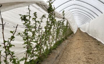 Wiosenna ochrona malin rozpoczyna się jesienią. Te kroki warto wykonać teraz tunel, maliny, malinowe factory, plantacjach malin