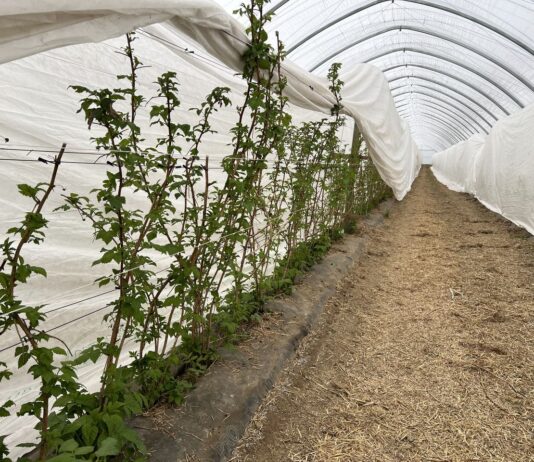 Wiosenna ochrona malin rozpoczyna się jesienią. Te kroki warto wykonać teraz tunel, maliny, malinowe factory, plantacjach malin