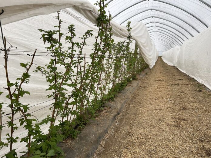 tunel, maliny, malinowe factory, plantacjach malin