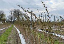Ochrona i stymulacja malin wczesną wiosną. Sprawdzone rozwiązania cascade harvest, malina, malinowe factory