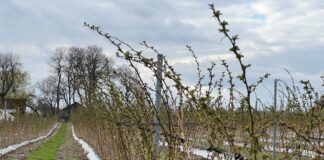 Ochrona i stymulacja malin wczesną wiosną. Sprawdzone rozwiązania cascade harvest, malina, malinowe factory