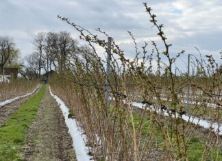 Ochrona i stymulacja malin wczesną wiosną. Sprawdzone rozwiązania cascade harvest, malina, malinowe factory
